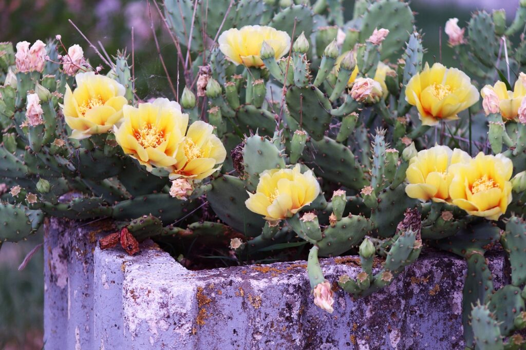 cactus, prickly pear, yellow flowers, succulents, desert plant, bloom, nature, cactus flower, summer bloom, vibrant colors, resilience, drought resistant, floral, rustic garden, wildflowers, concrete planter, exotic plants, botany, flowering cactus, eco garden, xeriscape, green and yellow, outdoor plant, arid climate, spines